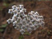 Achillea millefolium-mil en rama